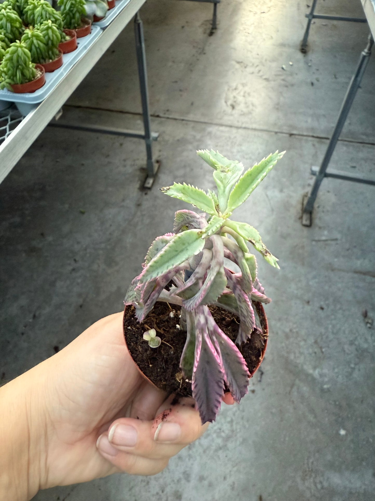 Kalanchoe ‘Pink Butterfly’