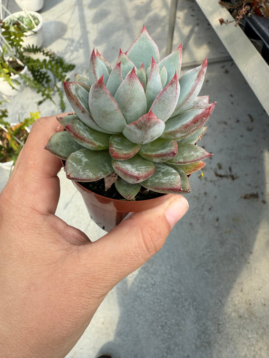 Echeveria ‘Hanabijin’