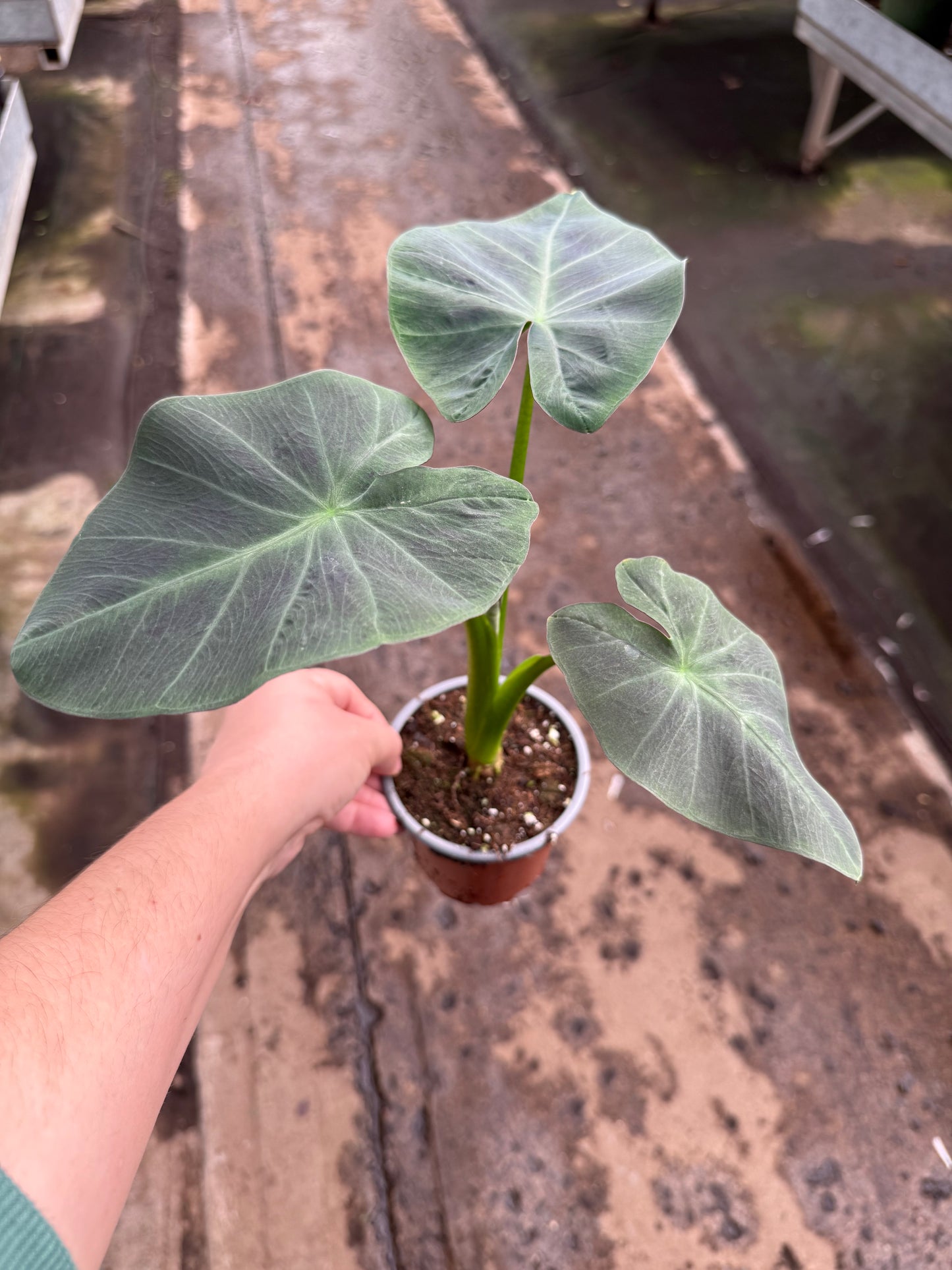 Colocasia Esculenta