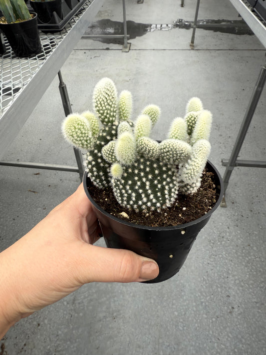 Opuntia microdasys ‘Albispina’
