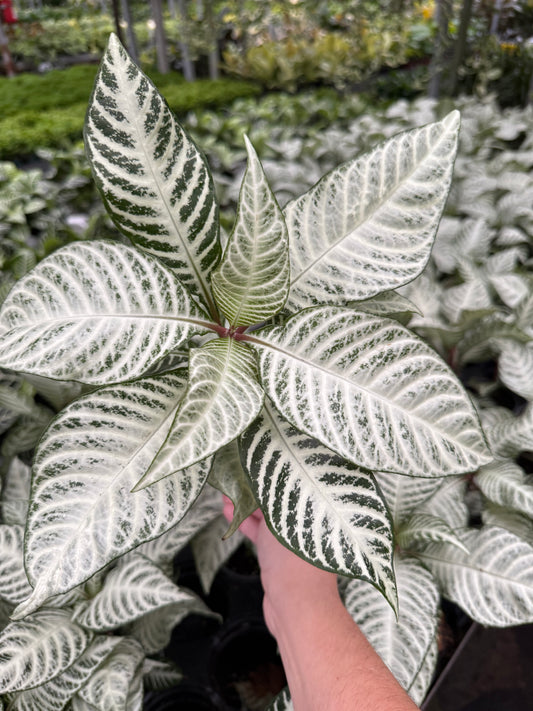 Aphelandra Snowflake