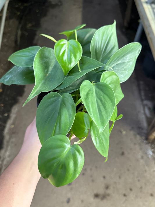 Philodendron Cordatum