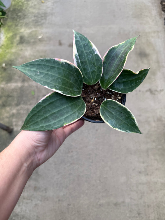 Hoya carnosa ‘Albo Marginata’