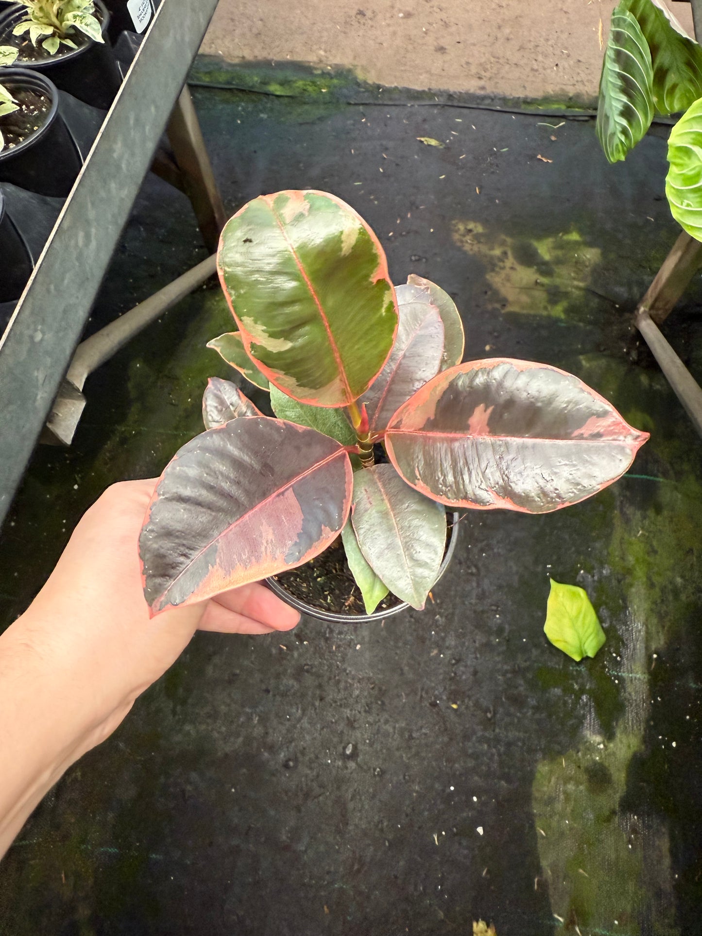 Ficus Elastica- ‘Ruby’