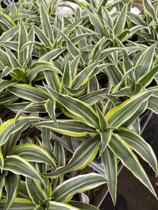 Dracaena “Malaika Lime”