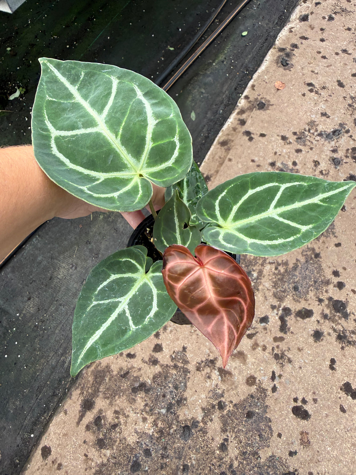 Anthurium crystallinum « Red »