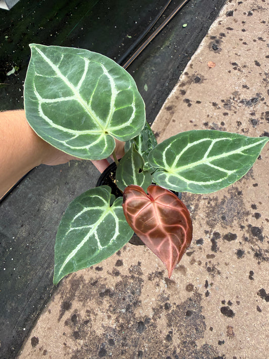 Anthurium crystallinum ‘Red’