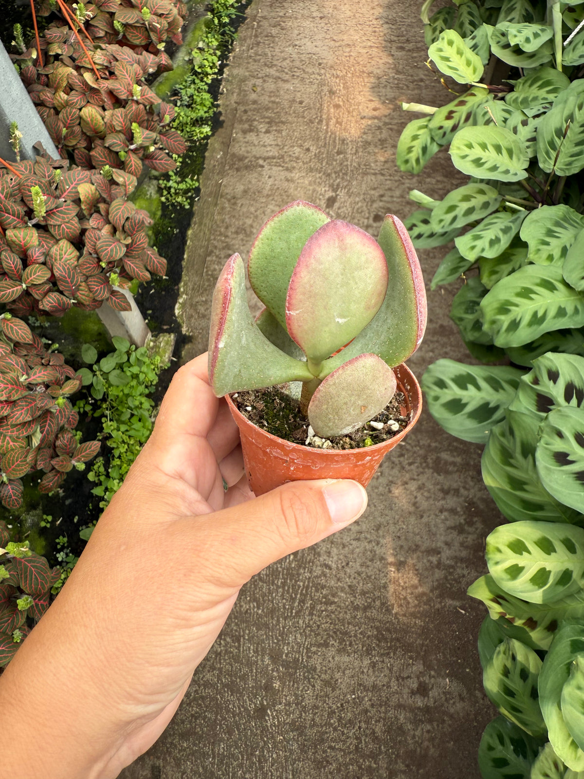 Crassula ‘Flapjack’