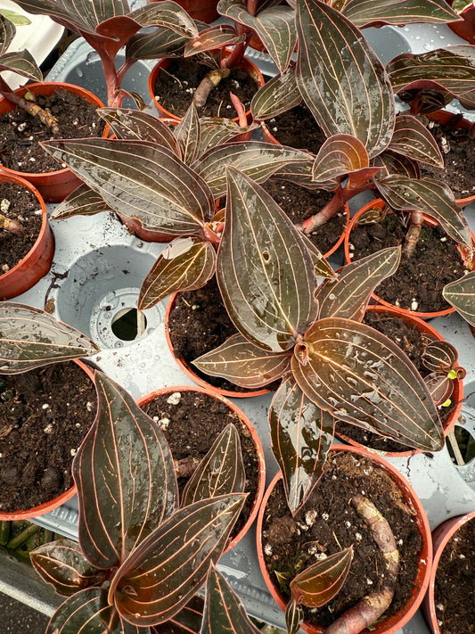 Ludisia Discolor - ‘Jewel Orchid’