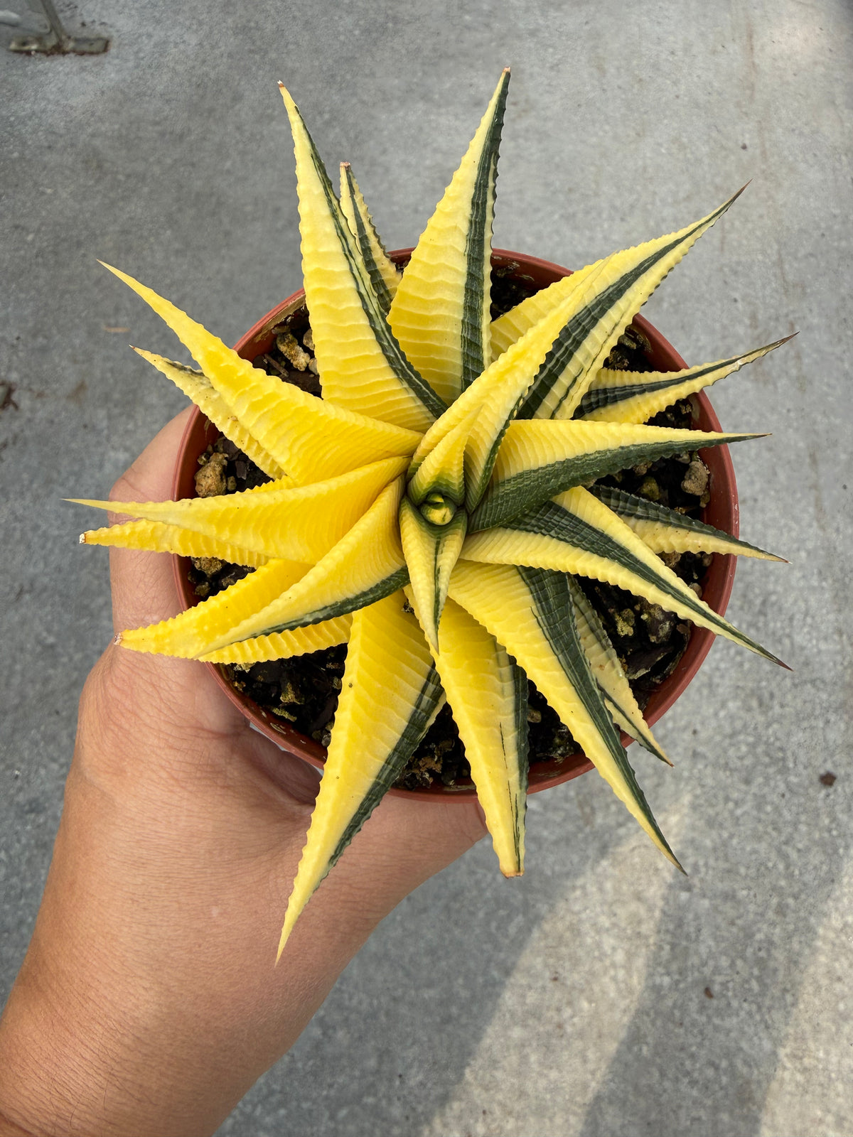 Haworthia ‘Jaune Variegata’