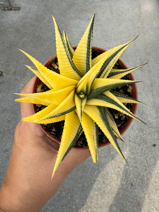 Haworthia ‘Jaune Variegata’
