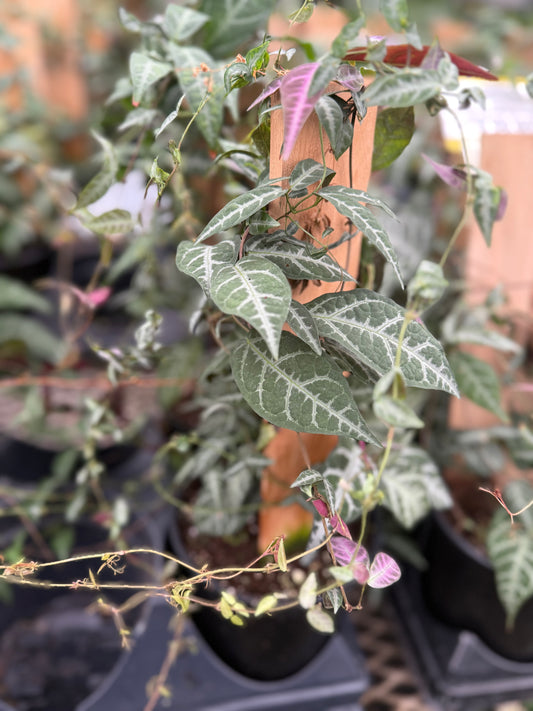 Bignonia argyro-violacea- Sur Bois