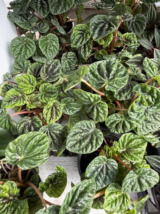 Peperomia “Capreata”