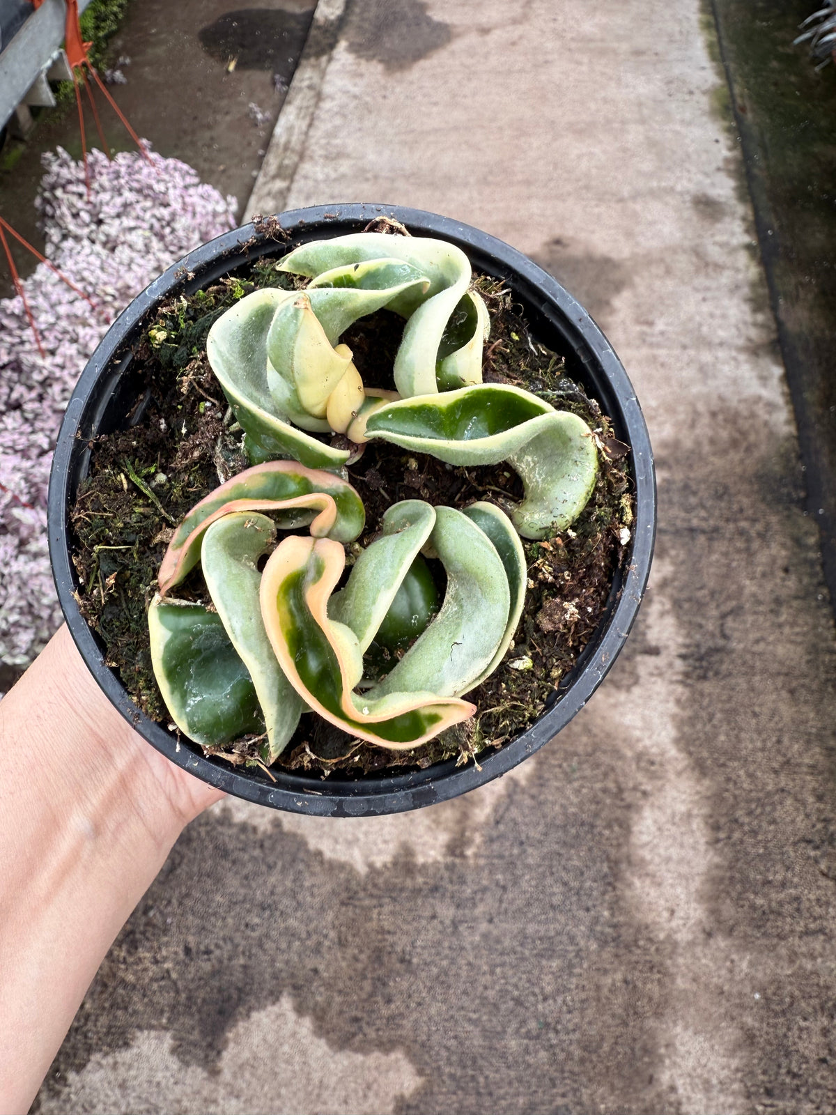 Hoya Rope Variegata – La Folie Verte