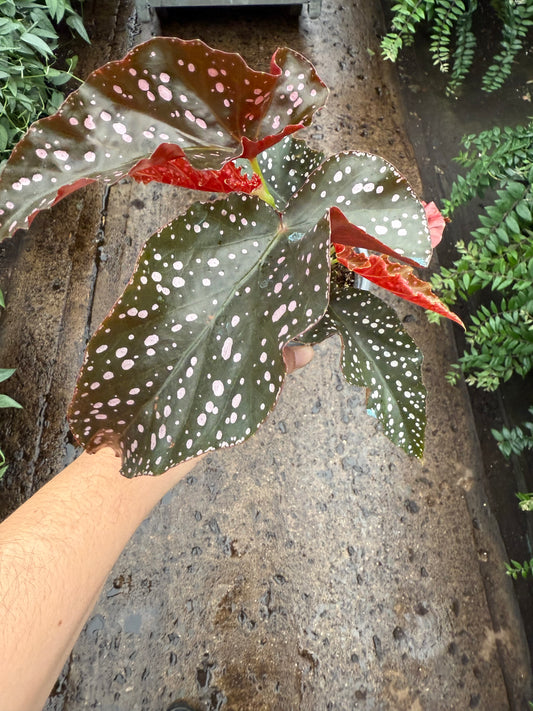 Begonia ‘Cracklin Rosie’