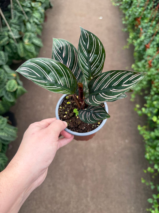 Calathea Pinstripe