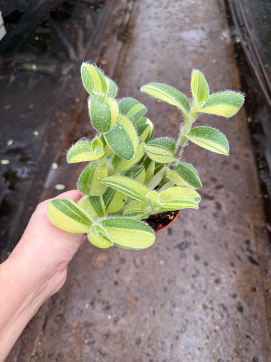 Tradescantia ‘Velvet Stripe’