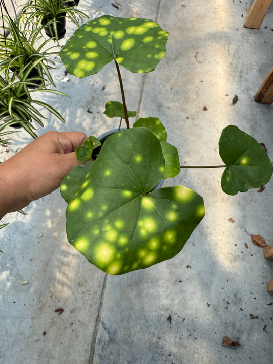Farfugium japonicum 'Firefly'