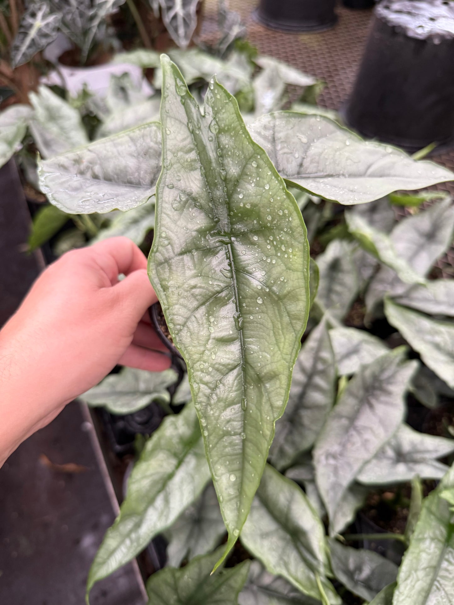 Alocasia ‘Dragons Breathe’