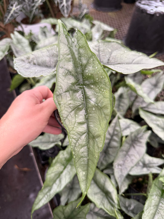 Alocasia ‘Dragons Breathe’