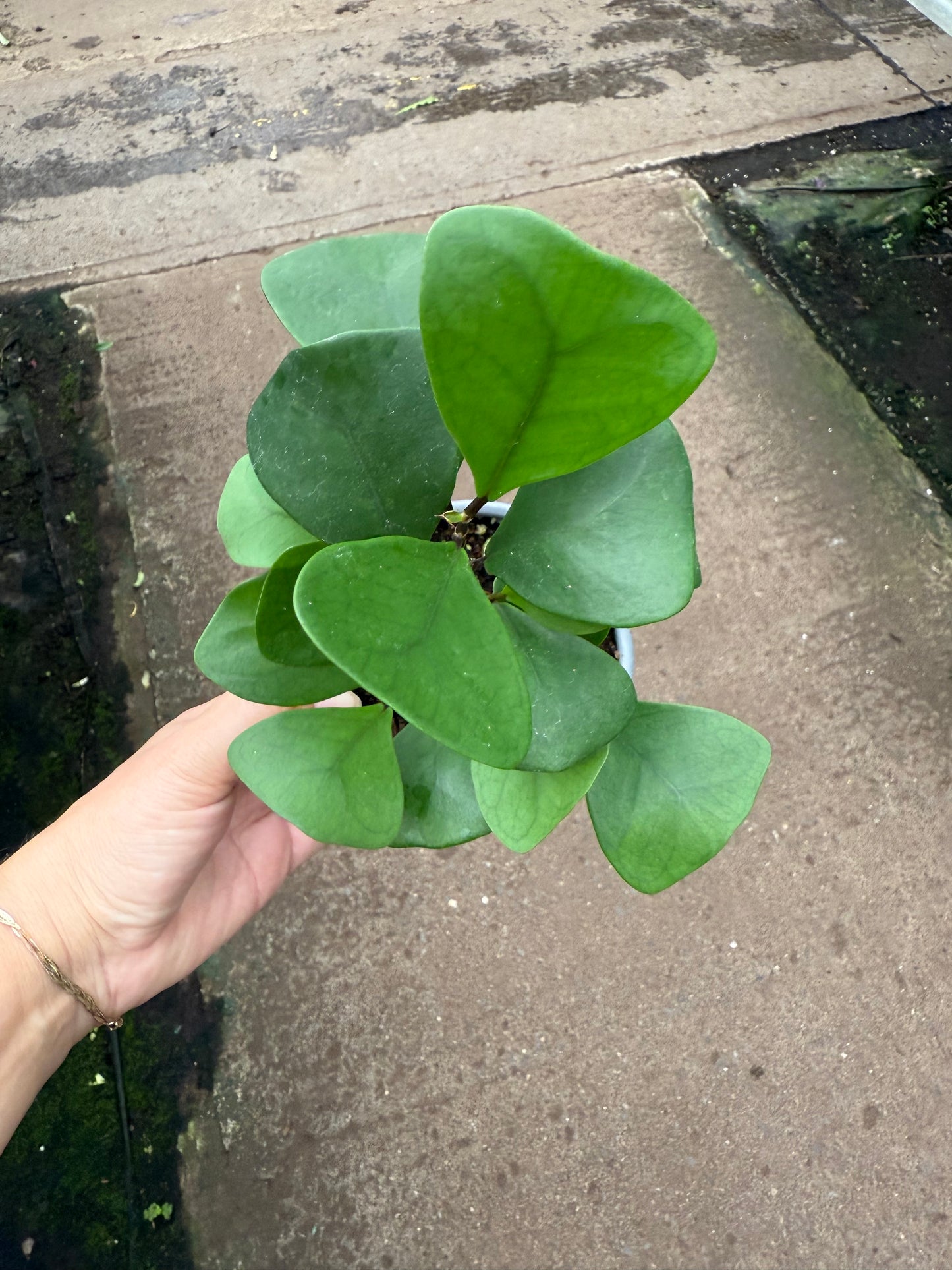 Ficus Natalensis