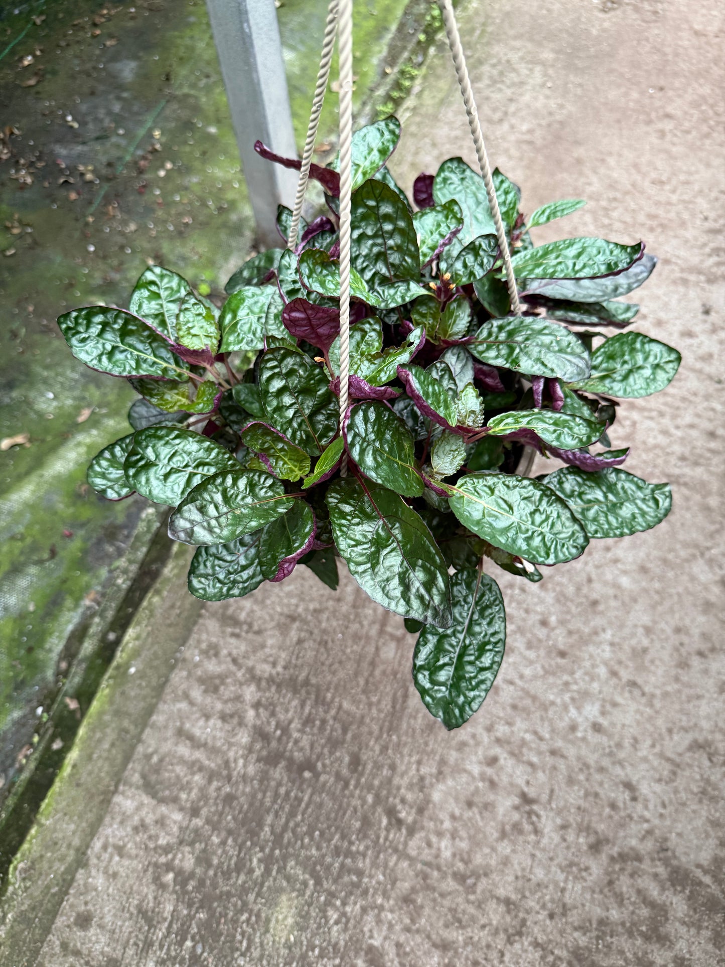 Hemigraphis Colorata