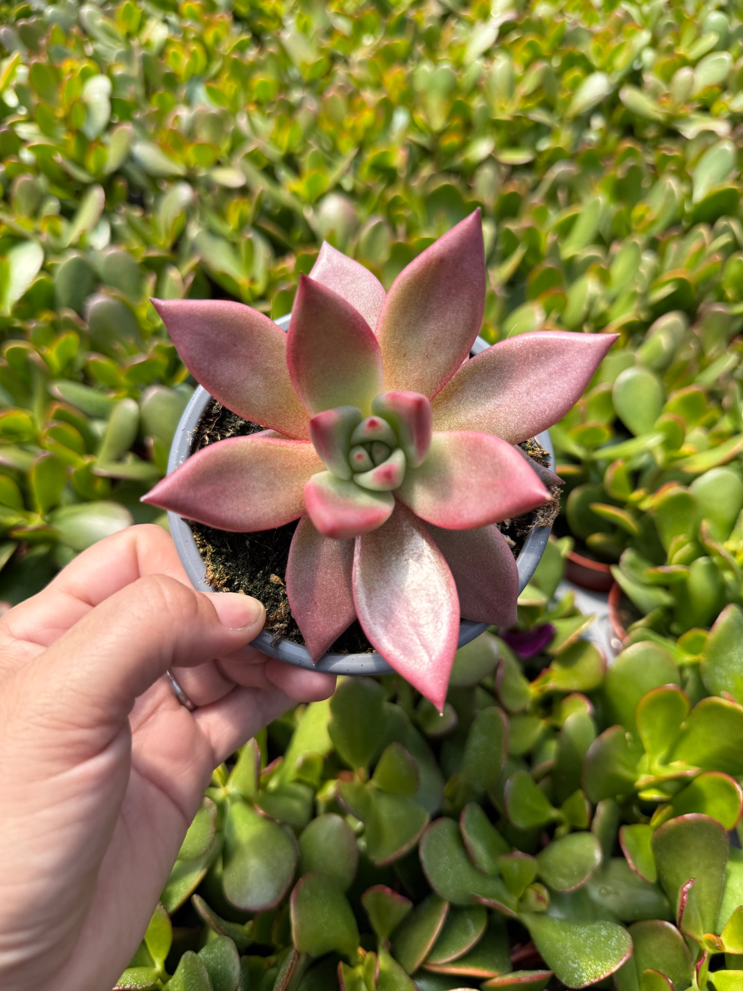 Echeveria 'Roméo'