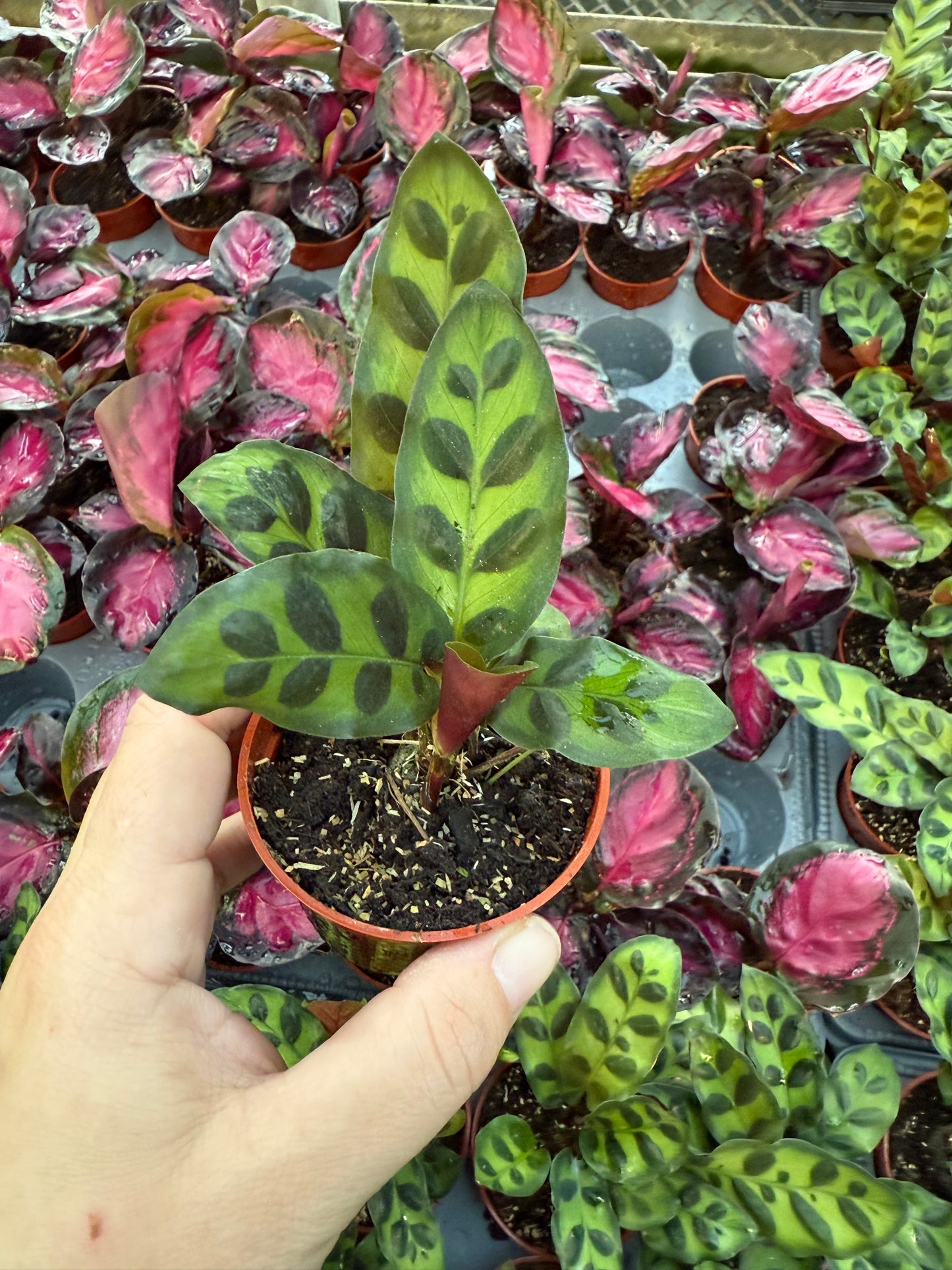 Calathea lancifolia "Rattlesnake"