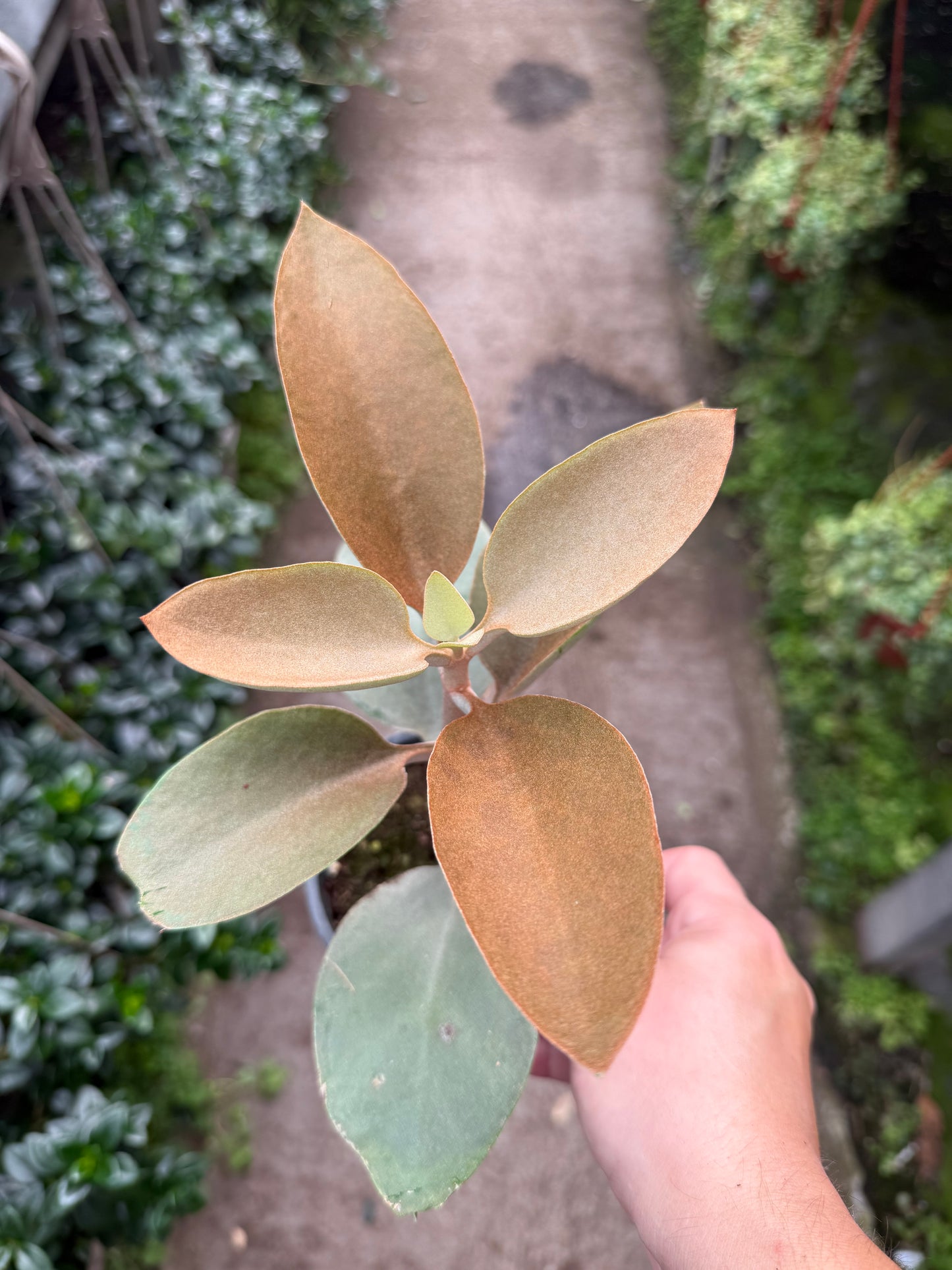 Kalanchoe Orgyalis (Copper Spoons)
