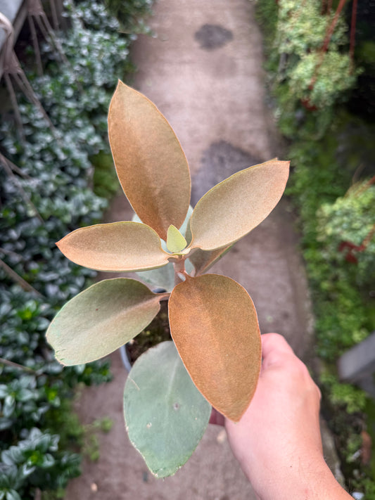 Kalanchoe Orgyalis (Copper Spoons)