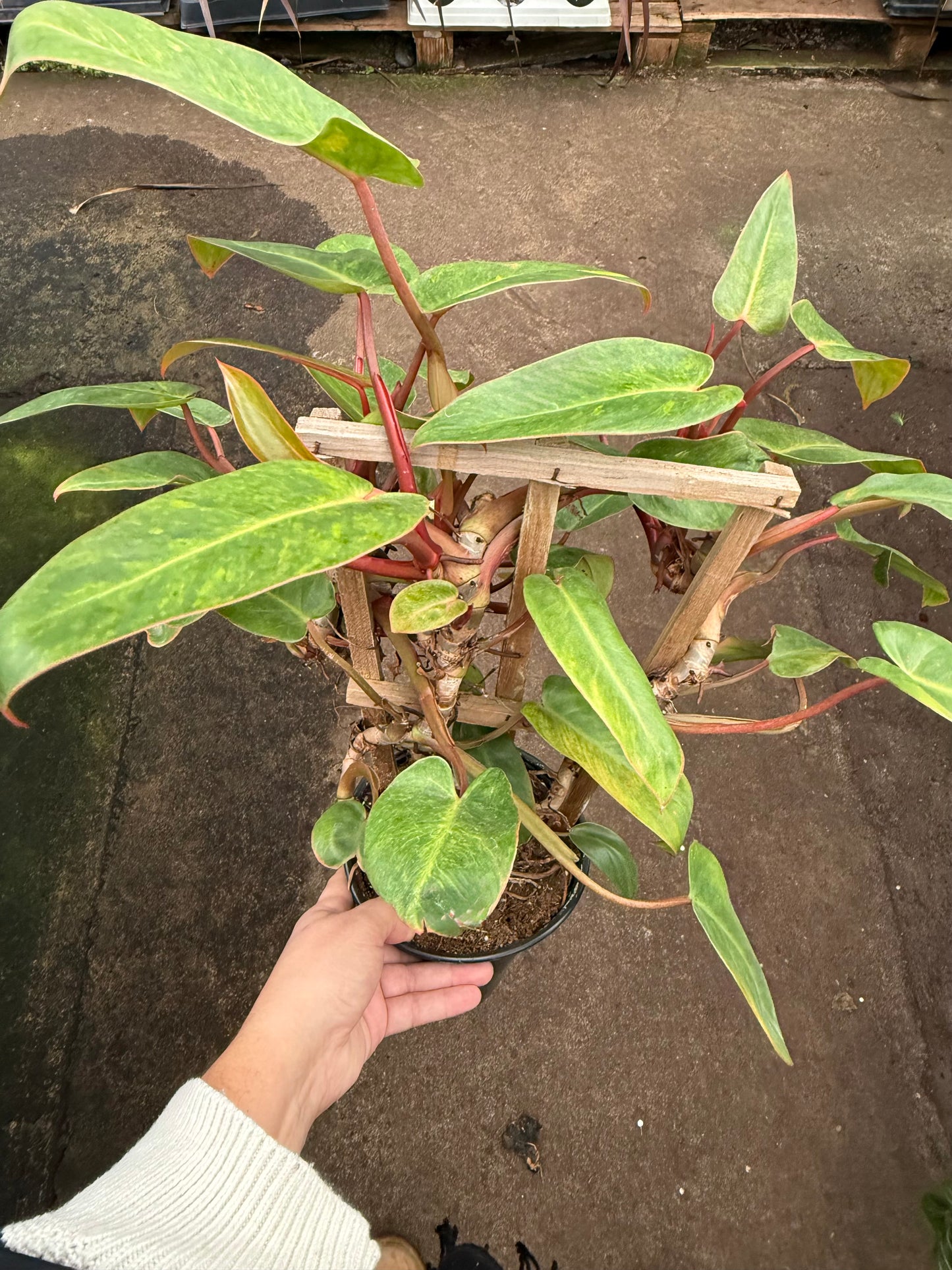 Philodendron ‘Painted Lady’