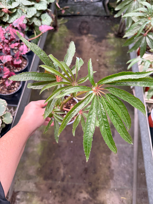 Begonia luxurians