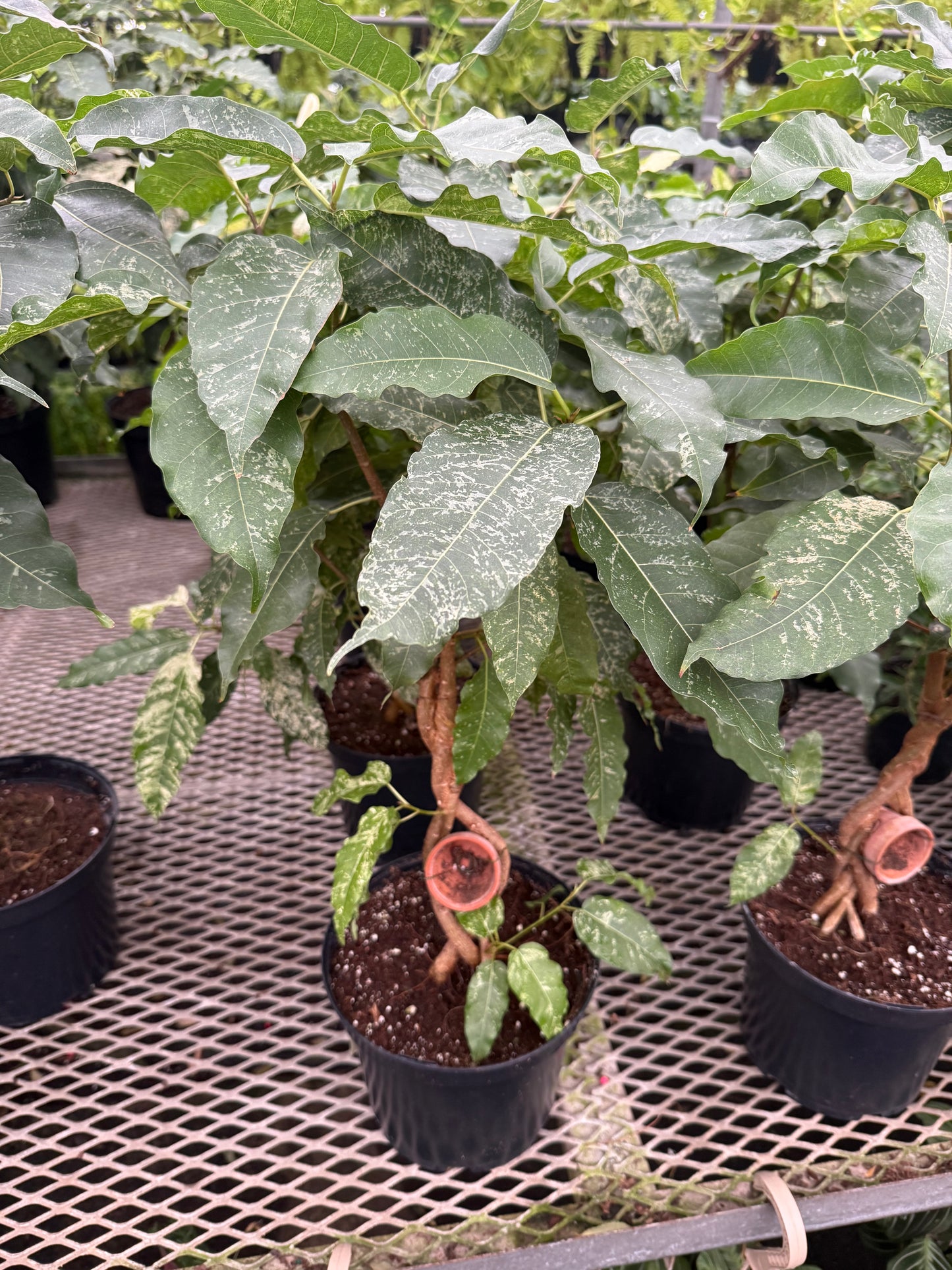 Ficus tressé
