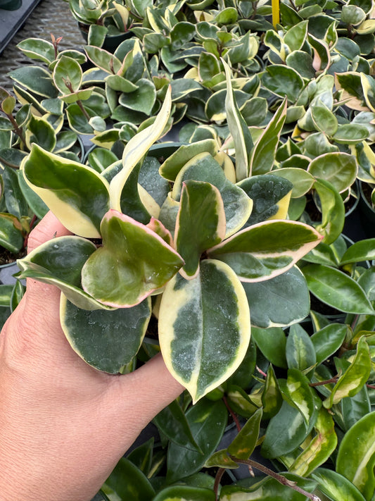 Hoya carnosa ‘Krimson Queen’