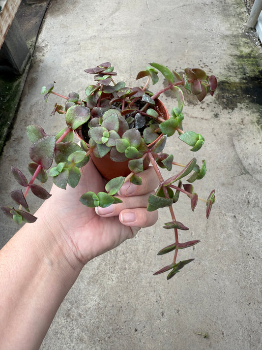 Callisia Repens