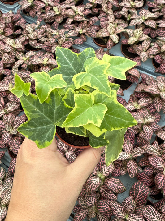 Hedera helix 'Gold Child Ivy'