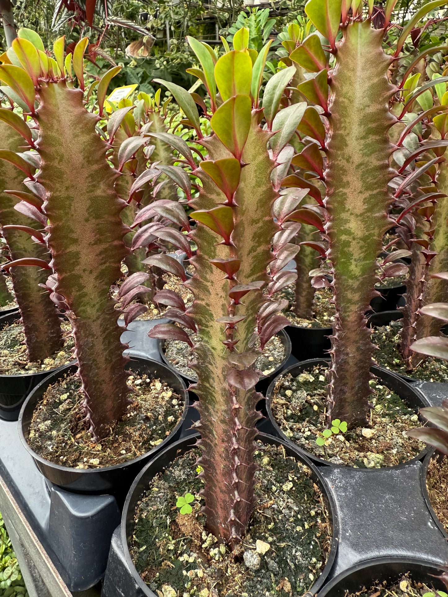 Euphorbia trigona ‘Rubra’
