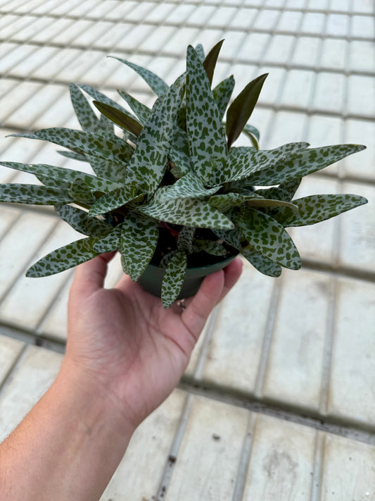 Ledebouria socialis"Silver squill"