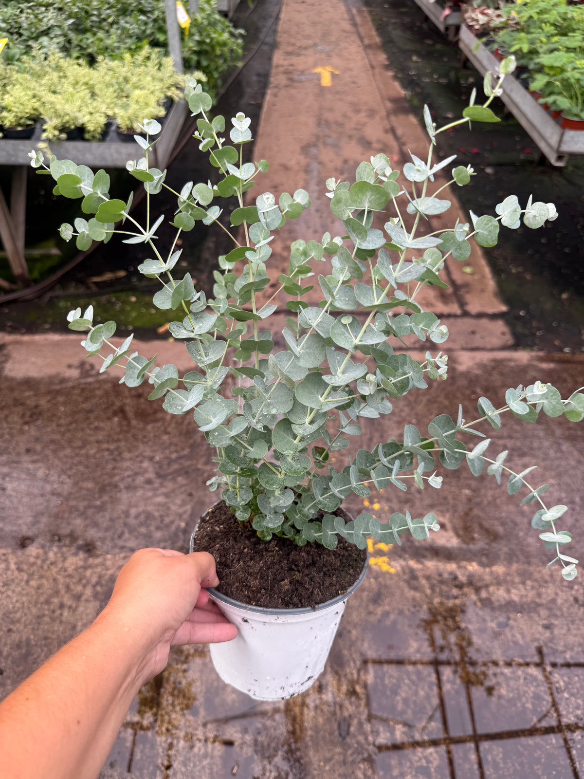 Eucalyptus ‘Glacier’
