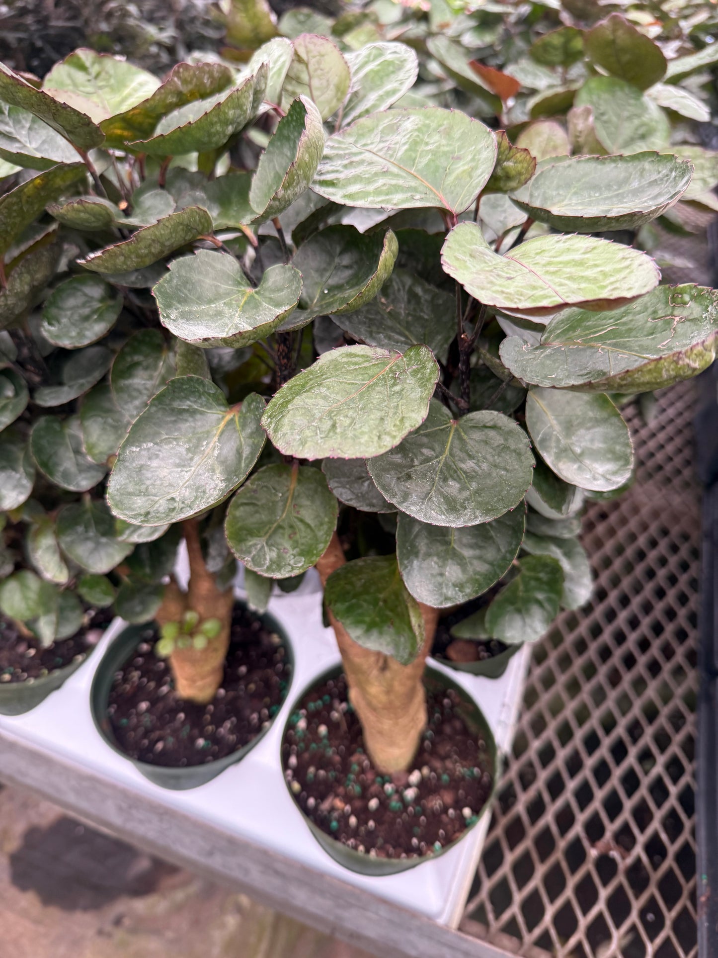 Aralia ‘Fabian’ Stump