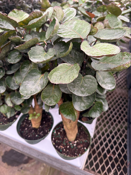 Aralia ‘Fabian’ Stump