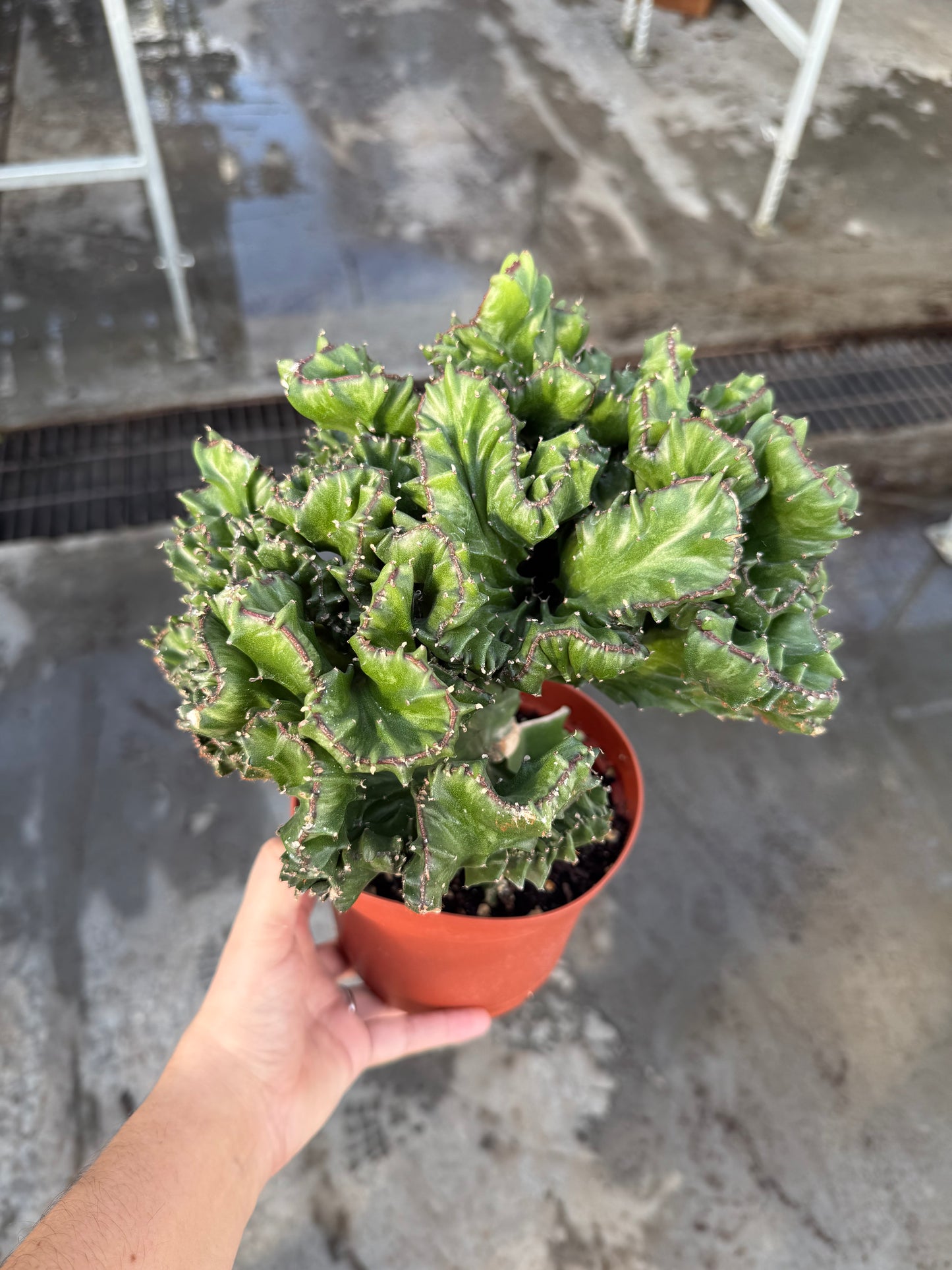 Cactus Coral Green