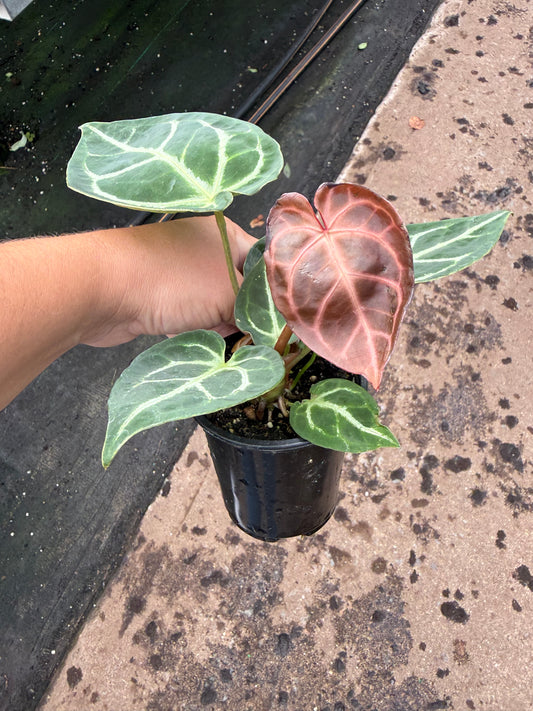 Anthurium crystallinum ‘Red’
