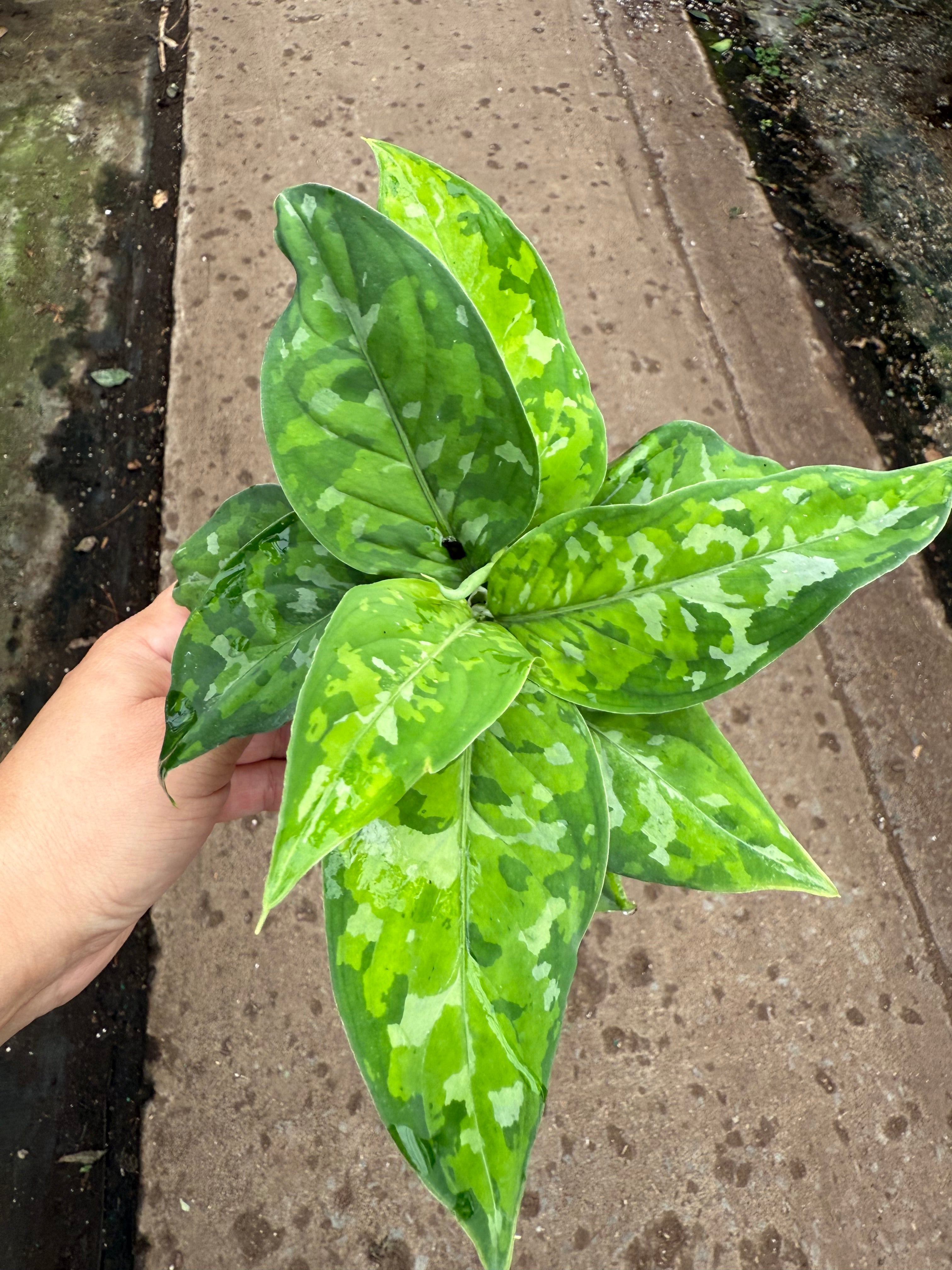 Aglaonema Pictum Tricolor - Camouflage Plant | Plante Camouflage