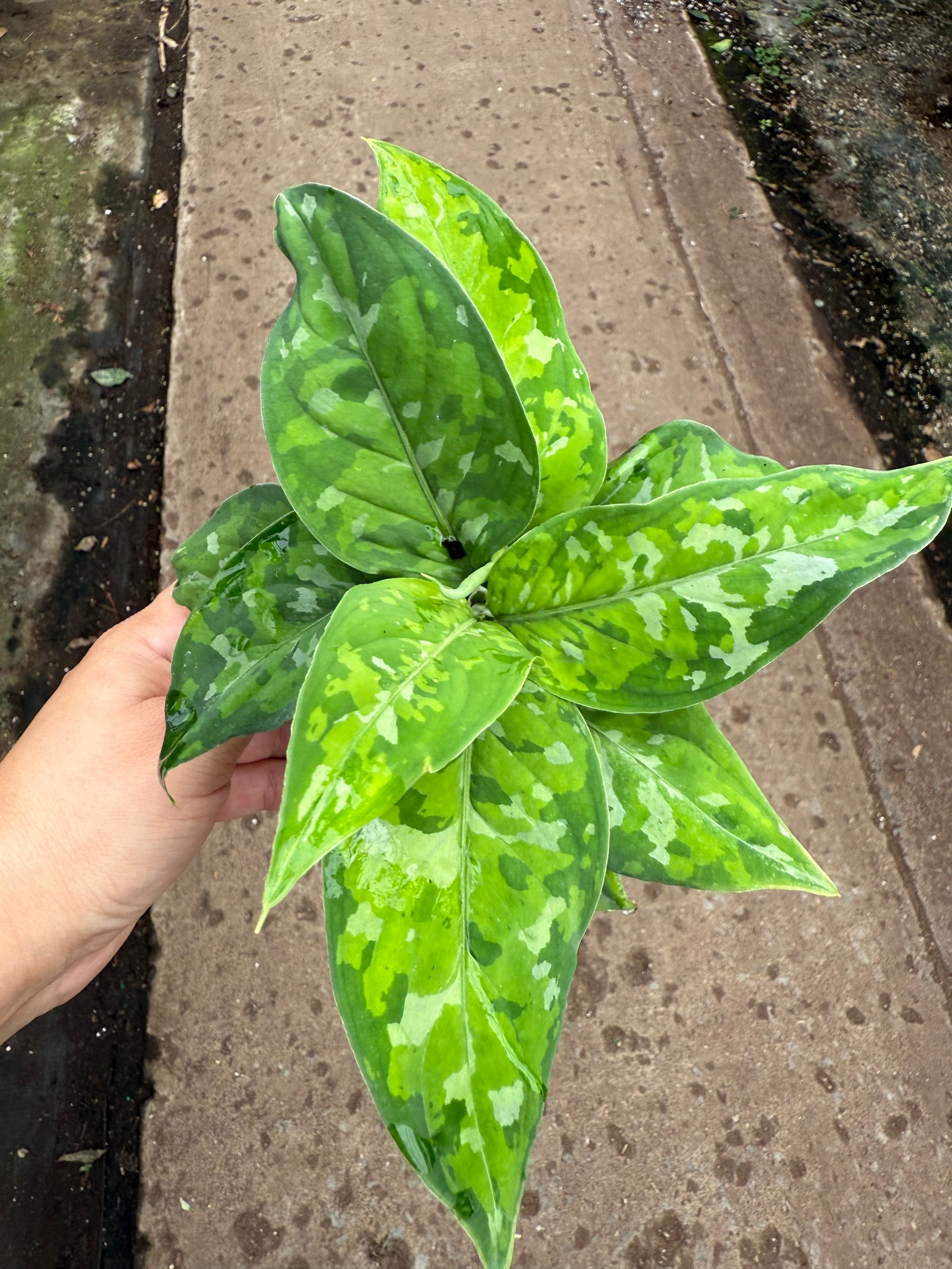 aglaonema 'pictum tricolor Aglaonema Pictum Tricolor - Camouflage Plant | Plante Camouflage