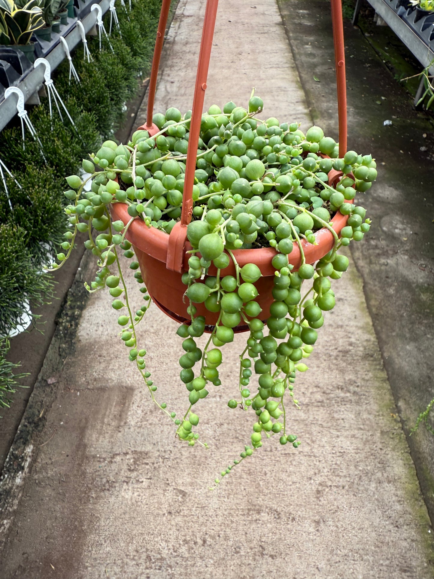 Senecio - String of Pearls