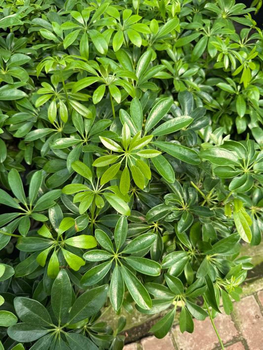 Schefflera Arboricola