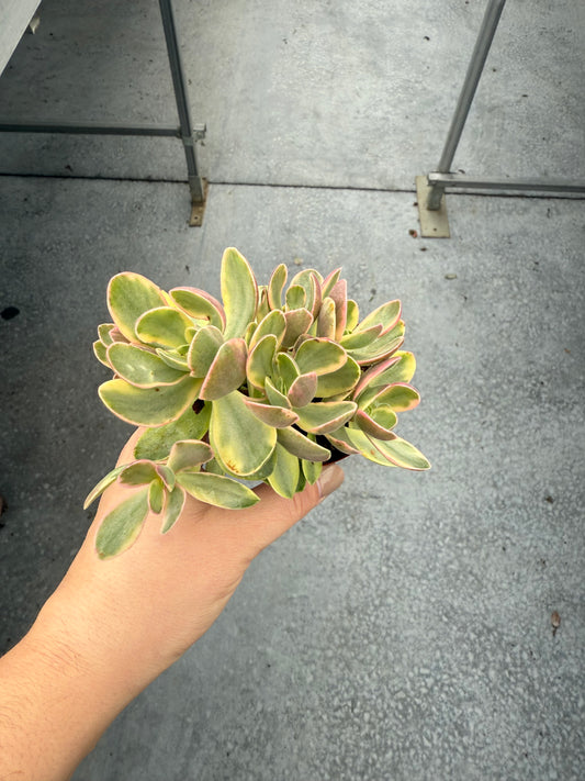 Crassula Swaziens Variegata