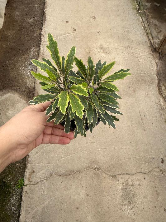 Aralia elegantissima ‘Variegata’