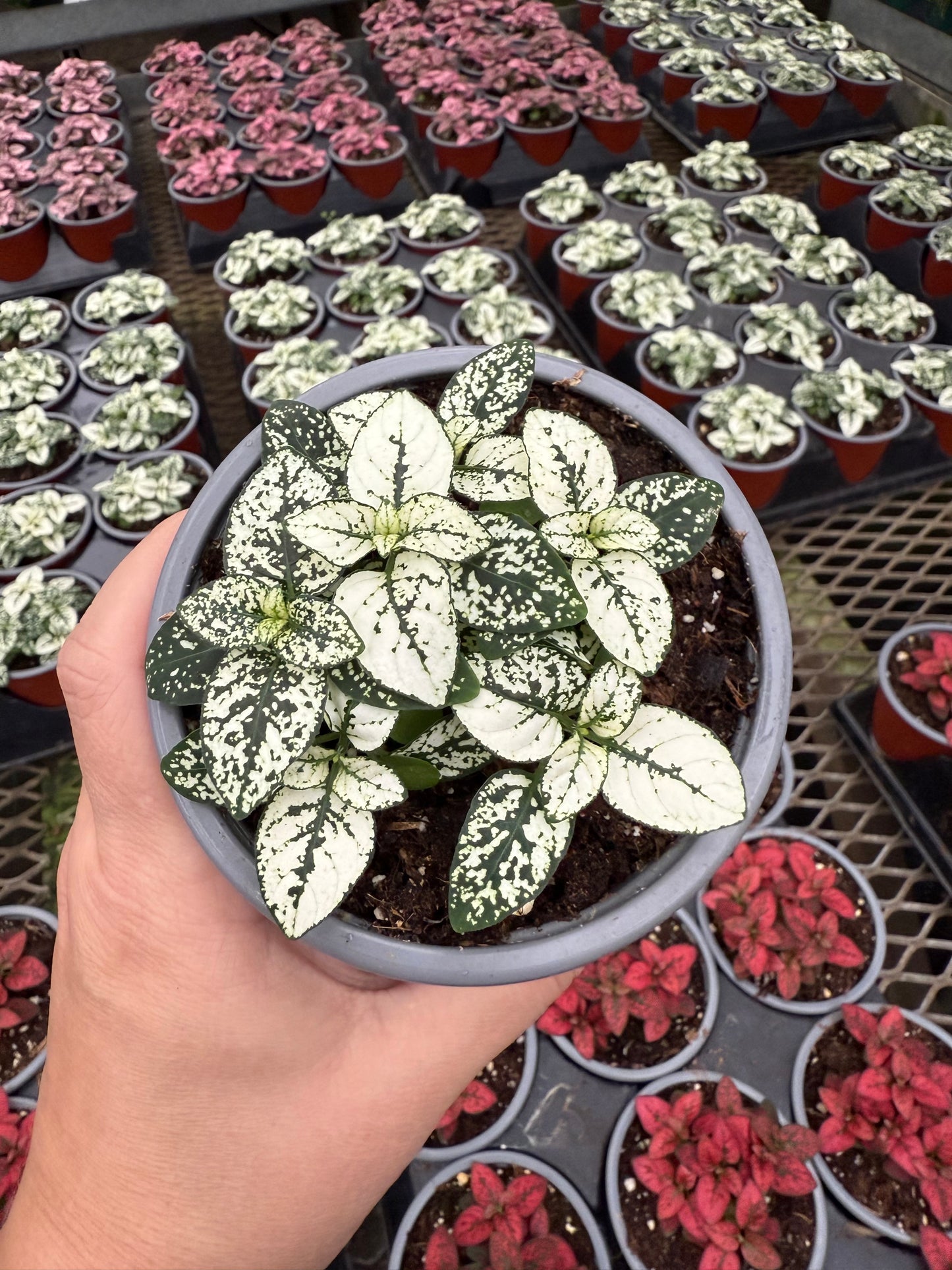 Hypoestes